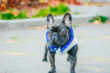 Obraz premium black french bulldog