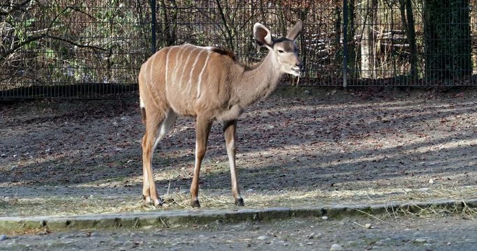 Gro&szlig;er Kudu - Tragelaphus strepsiceros