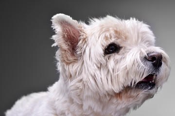 Portrait of an adorable West Highland White Terrier
