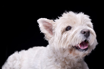 Portrait of an adorable West Highland White Terrier