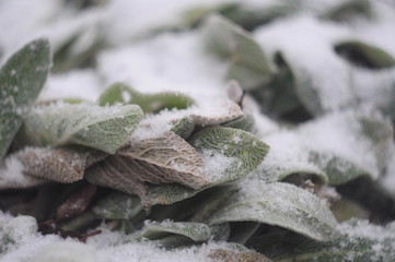 leaves in snow