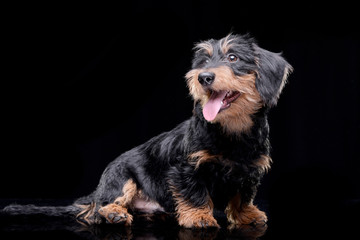 Studio shot of an adorable Dachshund