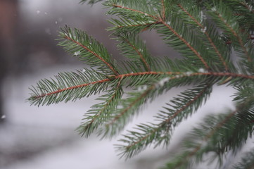 fir tree branch
