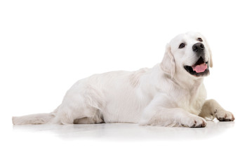 Studio shot of an adorable Golden retriever