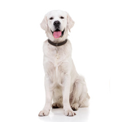 Studio shot of an adorable Golden retriever