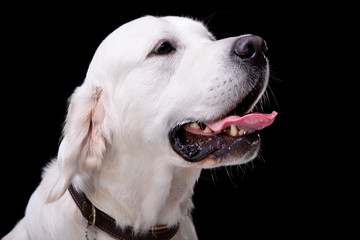 Portrait of an adorable Golden retriever