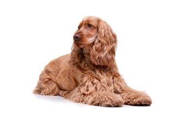 Studio shot of an adorable English Cocker Spaniel