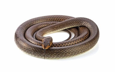 rat snake isolated on white