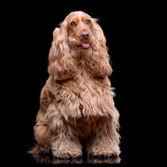 Studio shot of an adorable English Cocker Spaniel