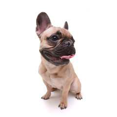 Wide angle shot of an adorable French bulldog