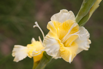 Naklejka na ściany i meble yellow gladiolus