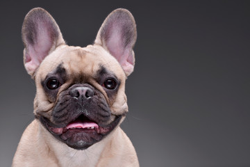 Fototapeta premium Portrait of an adorable French bulldog