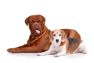 Studio shot of an adorable Dogue de Bordeaux and a beagle