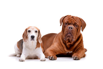 Obraz premium Studio shot of an adorable Dogue de Bordeaux and a beagle