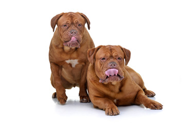 Fototapeta premium Studio shot of two adorable Dogue de Bordeaux