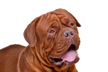 Portrait of an adorable Dogue de Bordeaux