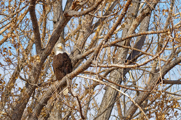 Perched Eagle