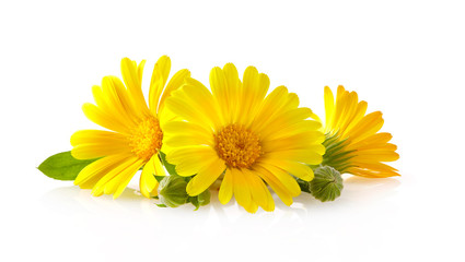 Calendula. Flowers with leaves isolated on white