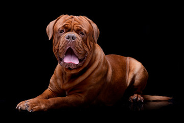 Studio shot of an adorable Dogue de Bordeaux
