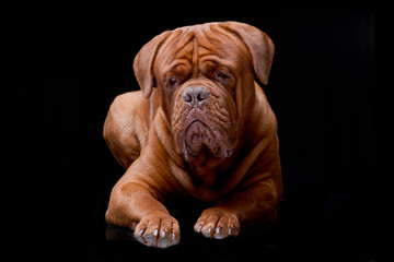 Studio shot of an adorable Dogue de Bordeaux