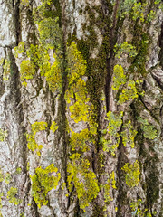 green moss and lichen on the bark of a tree