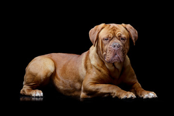 Studio shot of an adorable Dogue de Bordeaux