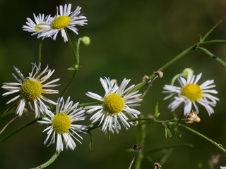 Bunte Wiesenblumen