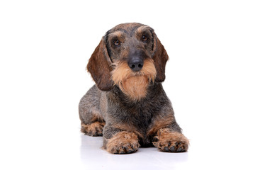 Studio shot of an adorable Dachshund