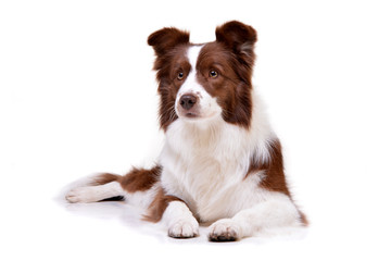 Studio shot of an adorable Border Collie