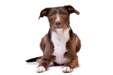 Studio shot of an adorable Border Collie