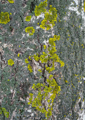 green lichen on the bark of a tree