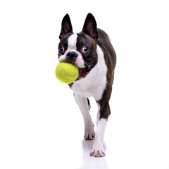 An adorable Boston Terrier playing with a tennis ball - 242876318