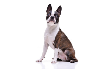 Studio shot of an adorable Boston Terrier