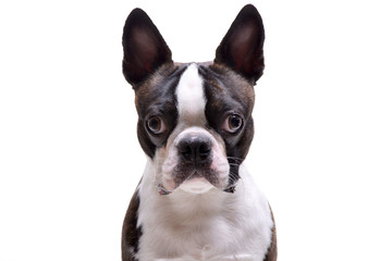 Portrait of an adorable Boston Terrier