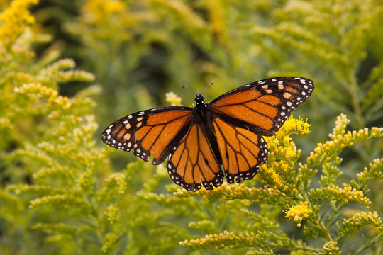 monarch butterfly with yellow flowers