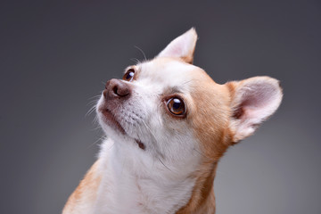 Portrait of an adorable Chihuahua