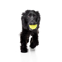 An adorable English Cocker Spaniel with a tennis ball