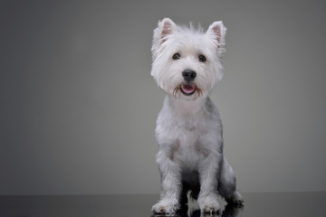 Studio shot of an adorable West Highland White Terrier