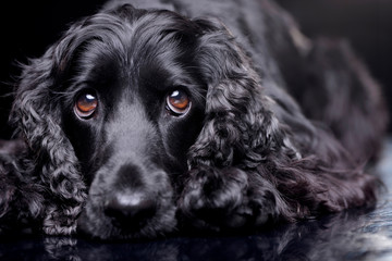 Portrait of an adorable English Cocker Spaniel
