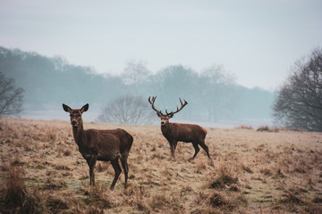 Couple of wary deers - doe and stag