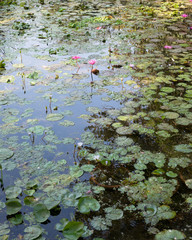 A lotus pond