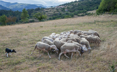 Le chien dirige le troupeau de brebis