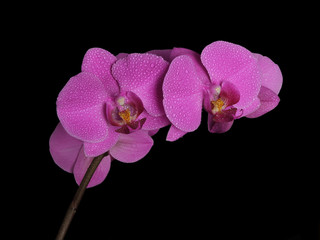 Branch of pink orchid, dew drops on phalaenopsis leaves.