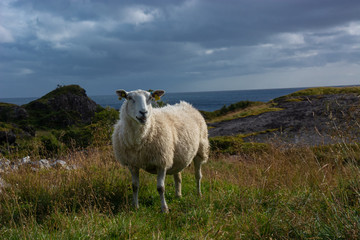 Schaf in Norwegen / Skandinavien