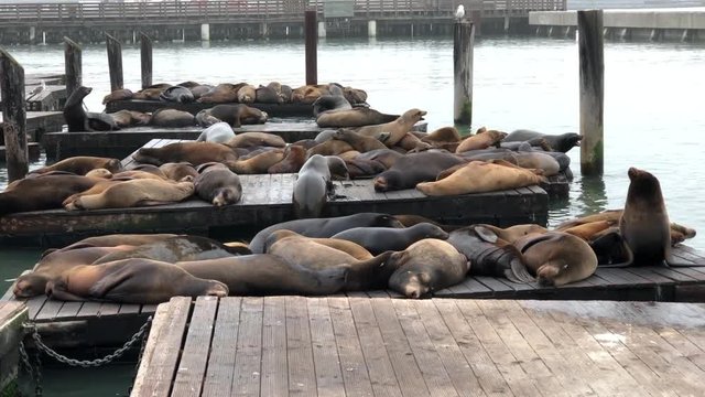 HD video of Sea Lions hauled out on wood floating platforms. Rather than remain in the water, pinnipeds haul-out onto land or sea-ice for reasons such as reproduction and rest.