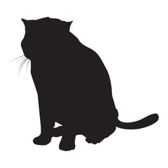 Cat black silhouette on white vector illustration