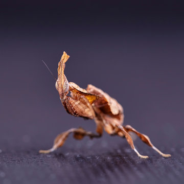 Ghost mantis Phyllocrania paradoxa - African predatory insect