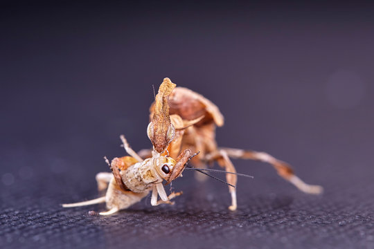 Ghost mantis Phyllocrania paradoxa - African predatory insect