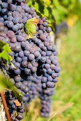 bunch of purple (black) grapes in autumn in the vineyards of the Langhe, Piedmont, Italy
