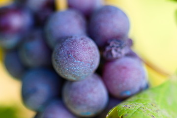 bunch of purple (black) grapes in autumn in the vineyards of the Langhe, Piedmont, Italy